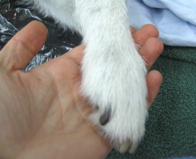 A thank you handshake with Jack, the Jack Russell.